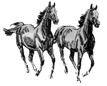 Horse Image